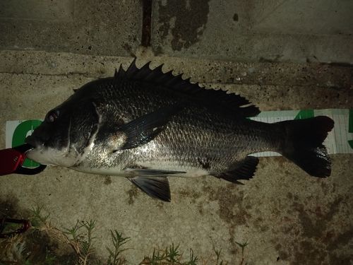 チヌの釣果