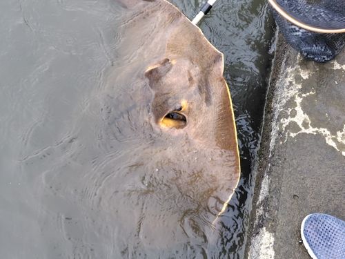 エイの釣果
