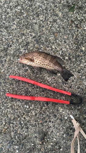 オオモンハタの釣果