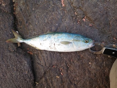 ワカシの釣果