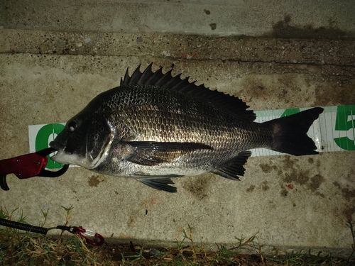 チヌの釣果