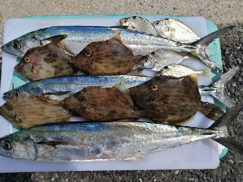 サゴシの釣果