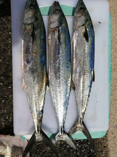 サゴシの釣果