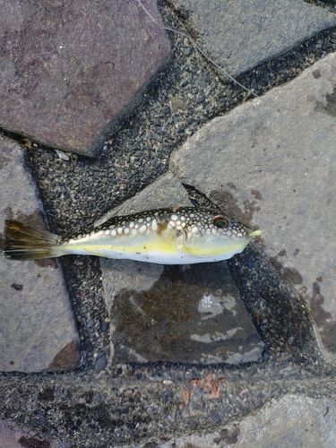 新居海釣公園