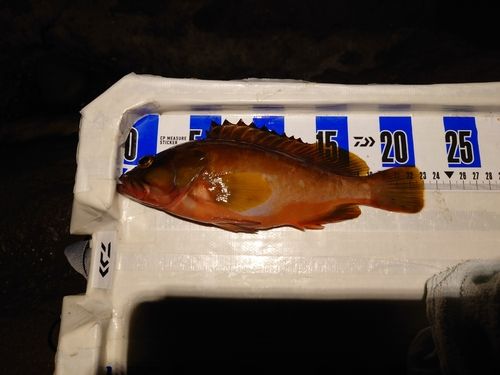 アカハタの釣果