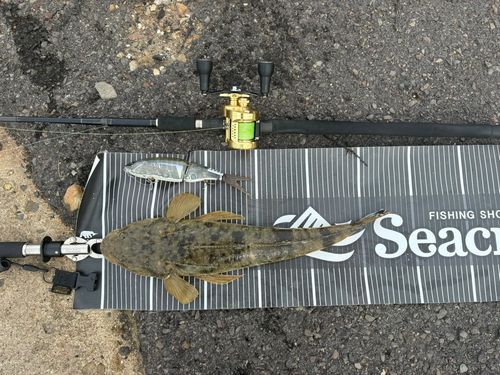 マゴチの釣果