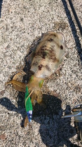 アオリイカの釣果