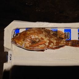 カサゴ