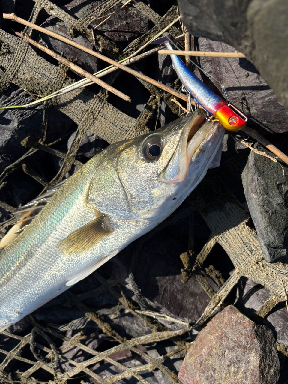 【美品】シマノ 18ディアルーナS106M シーバスロッド ライトショアジギング 美品】シマノ 18ディアルーナS106M シーバスロッド ライト