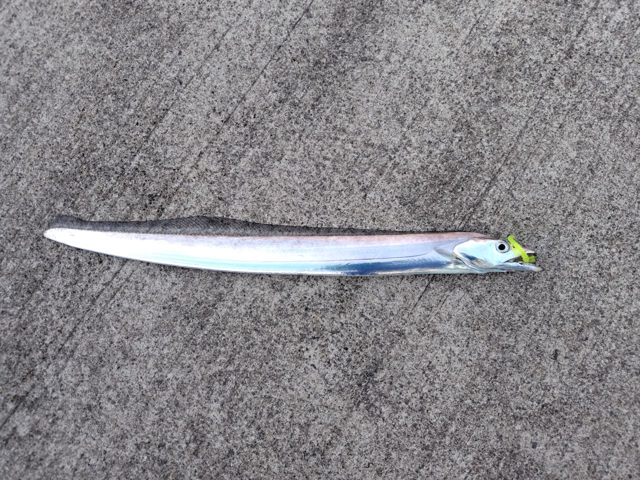 タチウオ