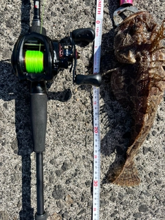 カジカの釣果