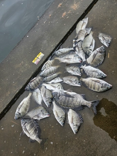 クロダイの釣果