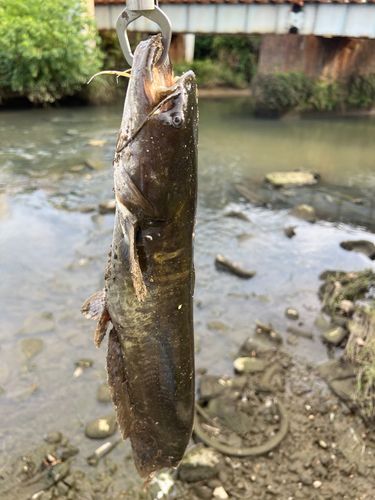 ナマズの釣果
