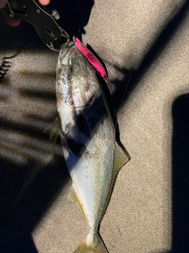 イナダの釣果