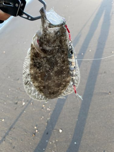 ソゲの釣果