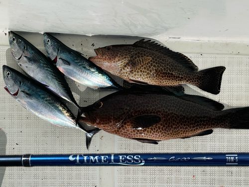 オオモンハタの釣果