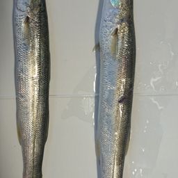 アカカマス