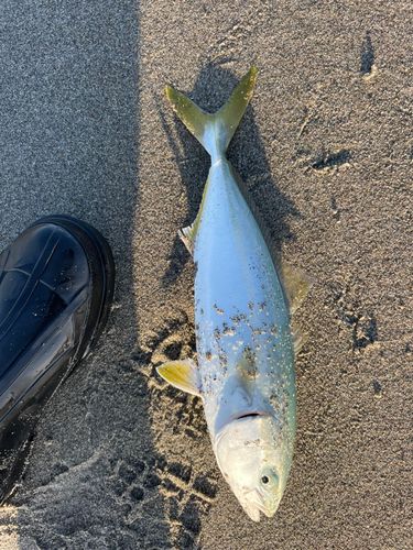 ツバスの釣果