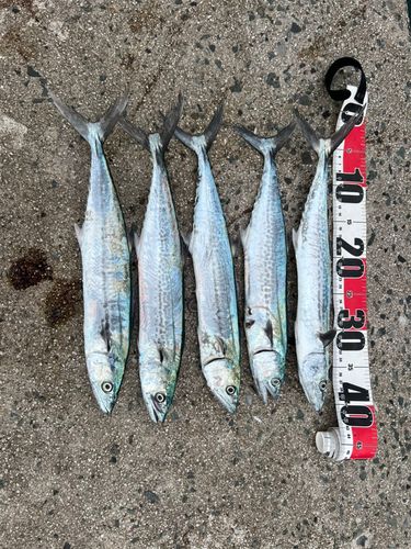 サゴシの釣果