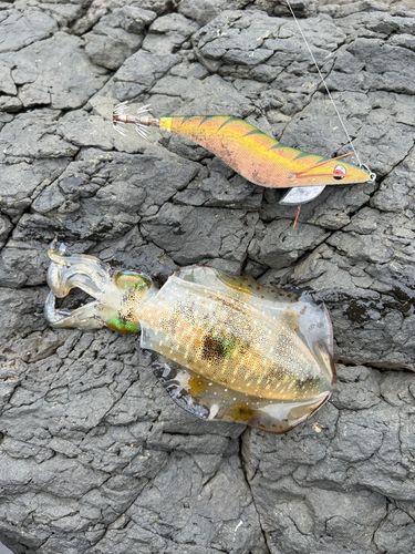 アオリイカの釣果