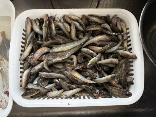 ハゼの釣果