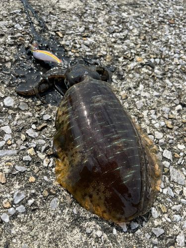 アオリイカの釣果