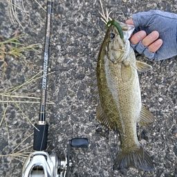 スモールマウスバス