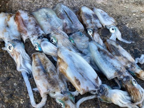 アオリイカの釣果
