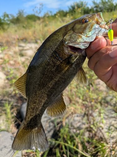 スモールマウスバスの釣果