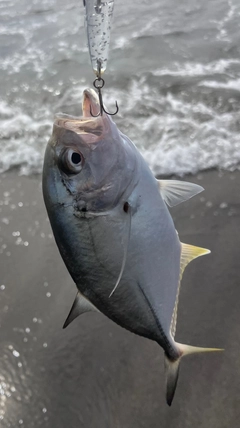 メッキの釣果