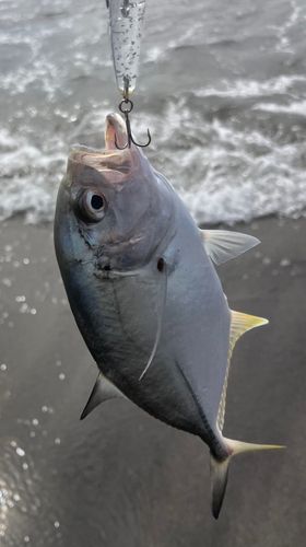 メッキの釣果