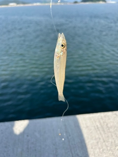 シロギスの釣果