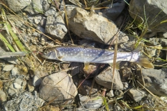 アメマスの釣果