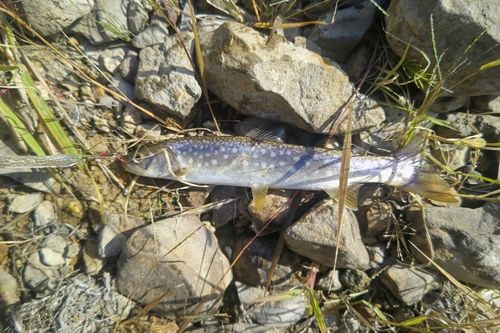 アメマスの釣果