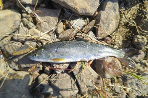 ヤマメの釣果