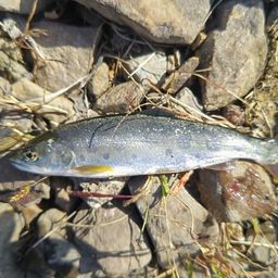 ヤマメ
