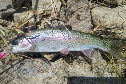 ニジマスの釣果