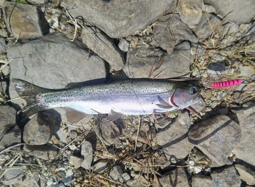 ニジマスの釣果