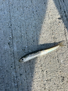 カタクチイワシの釣果