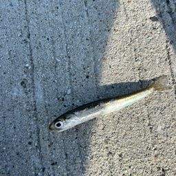 カタクチイワシ