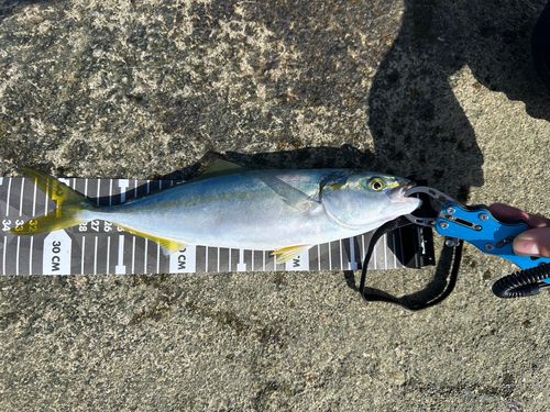 コゾクラの釣果