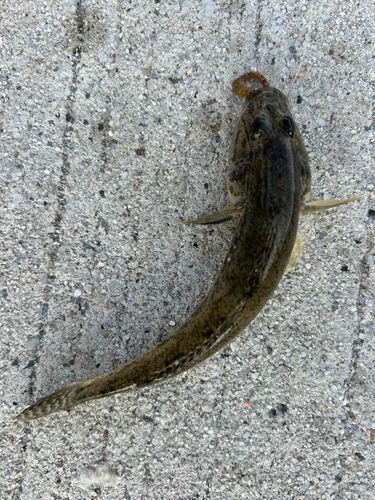 マハゼの釣果