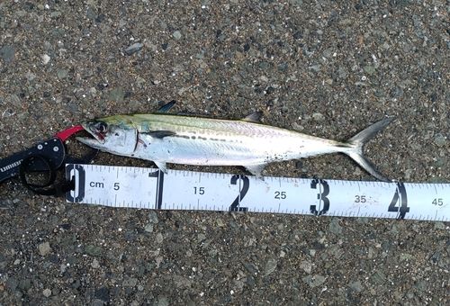 サゴシの釣果