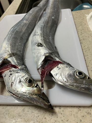 タチウオの釣果