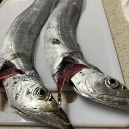 タチウオ