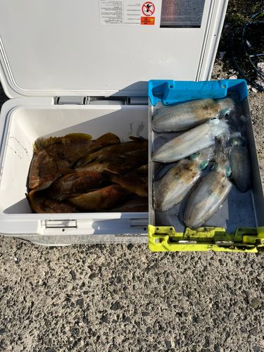 アオリイカの釣果