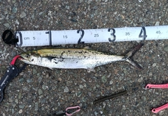 サゴシの釣果
