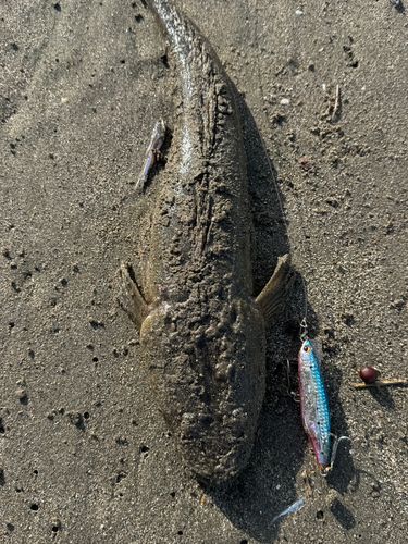 マゴチの釣果