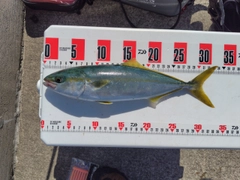 コゾクラの釣果