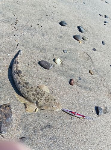 マゴチの釣果